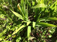 Iris lacustris