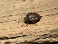 Diolcus chrysorrhoeus