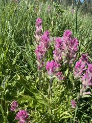 Castilleja parviflora olympica
