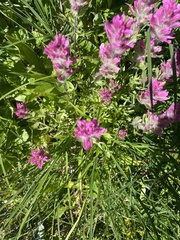 Castilleja parviflora olympica