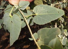 Abutilon austro-africanum