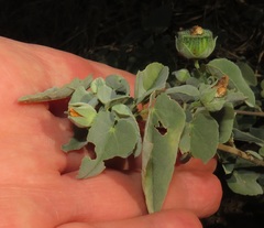 Abutilon austro-africanum