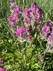 Castilleja parviflora olympica