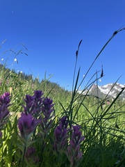 Castilleja parviflora olympica
