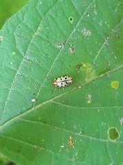 Alagoasa tridecimmaculata