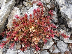 Epilobium porphyrium