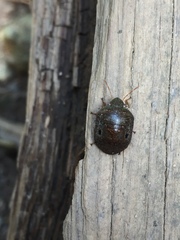 Diolcus chrysorrhoeus