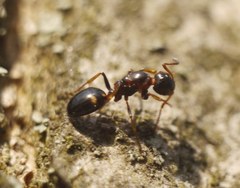 Dolichoderus quadripunctatus