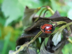 Epilachna nigrocincta