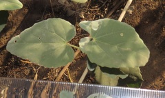 Abutilon austro-africanum