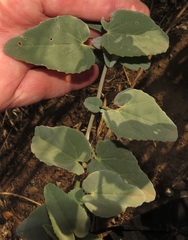 Abutilon austro-africanum