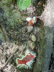 Russula pusilla