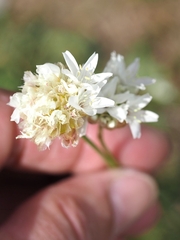 Armeria pubinervis