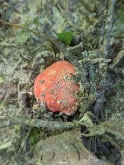 Russula pusilla