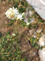 Armeria pubinervis