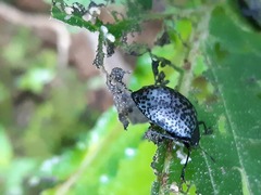 Cypherotylus californicus