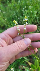 Crambe hispanica
