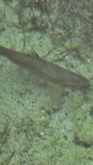 Salmo trutta fario