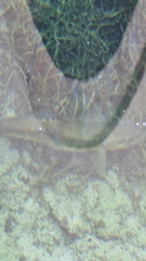 Salmo trutta fario