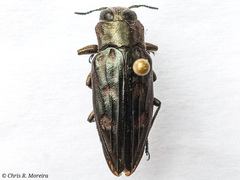 Chrysobothris acutipennis