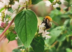 Bombus pascuorum