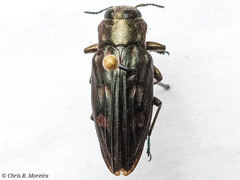 Chrysobothris acutipennis