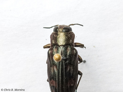 Chrysobothris acutipennis