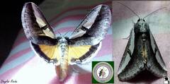 Euscirrhopterus poeyi