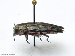 Chrysobothris acutipennis