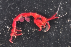 Caprella septentrionalis