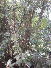 Sideroxylon altamiranoi