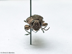 Chrysobothris acutipennis