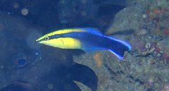 Labroides phthirophagus