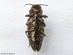 Chrysobothris acutipennis