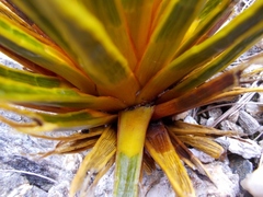 Aciphylla simplex