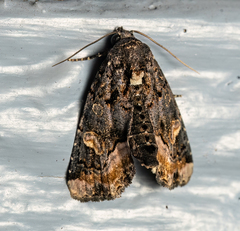 Homophoberia apicosa