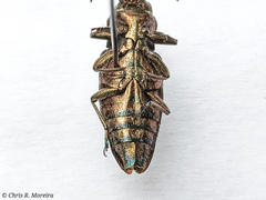 Chrysobothris acutipennis