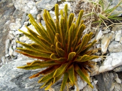 Aciphylla simplex