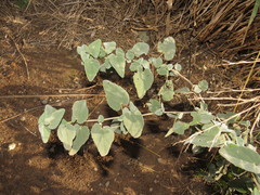 Abutilon austro-africanum