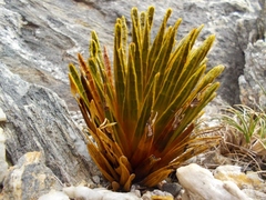 Aciphylla simplex