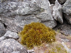 Aciphylla simplex