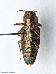 Chrysobothris acutipennis