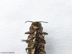 Chrysobothris acutipennis