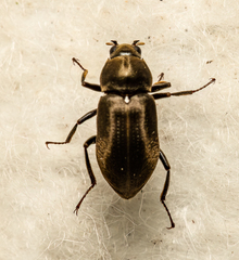 Helichus lithophilus