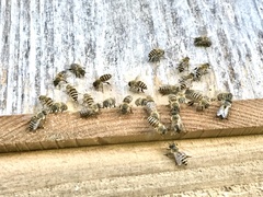 Apis cerana japonica