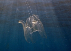 Leucothea multicornis