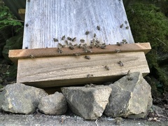 Apis cerana japonica