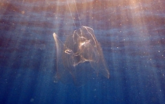 Leucothea multicornis