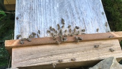 Apis cerana japonica