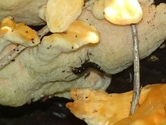 Philonthus caeruleipennis